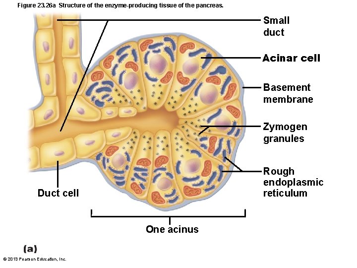 Figure 23. 26 a Structure of the enzyme-producing tissue of the pancreas. Small duct