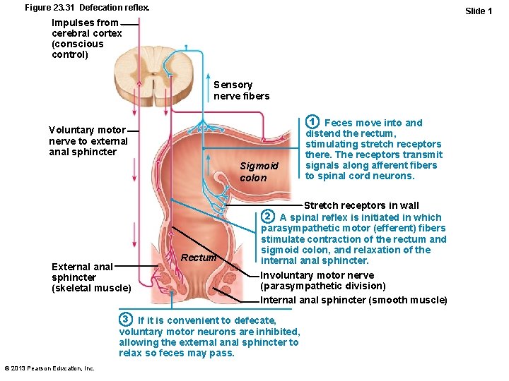 Figure 23. 31 Defecation reflex. Slide 1 Impulses from cerebral cortex (conscious control) Sensory
