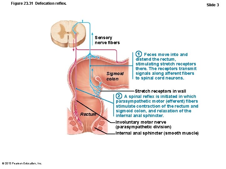 Figure 23. 31 Defecation reflex. Slide 3 Sensory nerve fibers Sigmoid colon Rectum 1