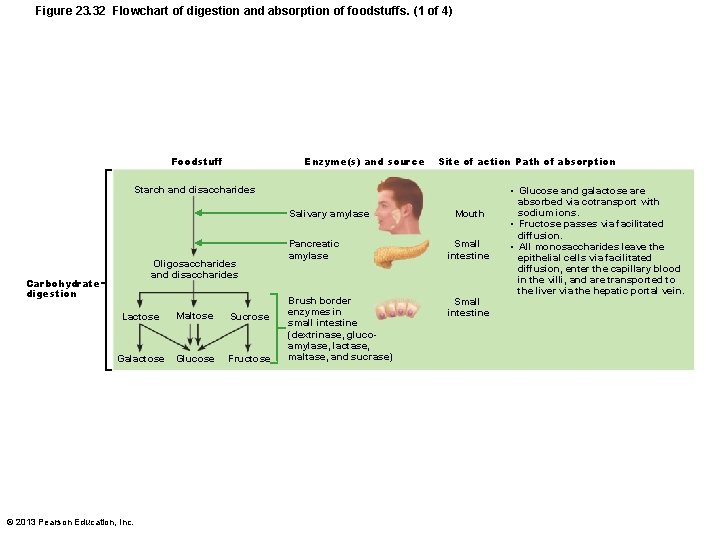 Figure 23. 32 Flowchart of digestion and absorption of foodstuffs. (1 of 4) Enzyme(s)