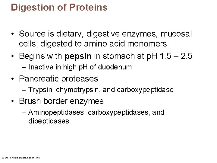Digestion of Proteins • Source is dietary, digestive enzymes, mucosal cells; digested to amino