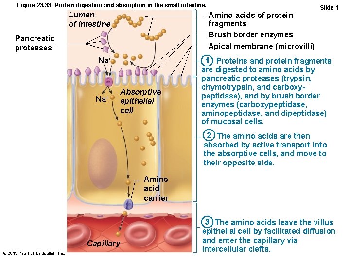 Figure 23. 33 Protein digestion and absorption in the small intestine. Lumen of intestine