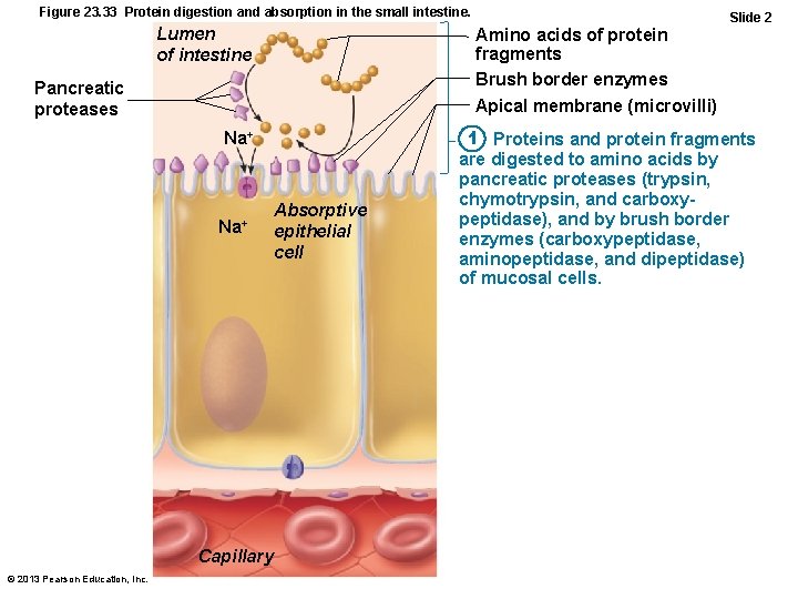 Figure 23. 33 Protein digestion and absorption in the small intestine. Lumen of intestine