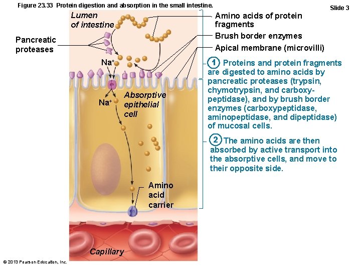 Figure 23. 33 Protein digestion and absorption in the small intestine. Lumen of intestine
