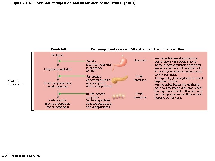 Figure 23. 32 Flowchart of digestion and absorption of foodstuffs. (2 of 4) Foodstuff