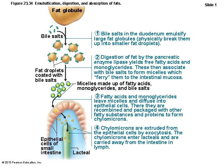 Figure 23. 34 Emulsification, digestion, and absorption of fats. Fat globule 1 Bile salts