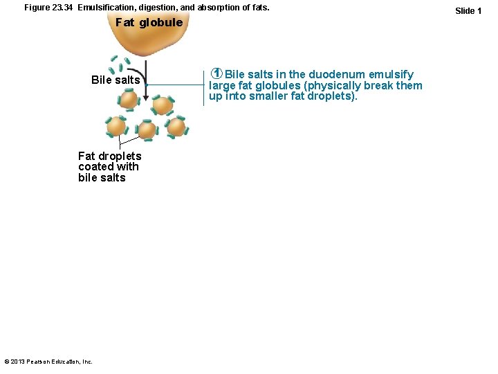 Figure 23. 34 Emulsification, digestion, and absorption of fats. Fat globule Bile salts Fat