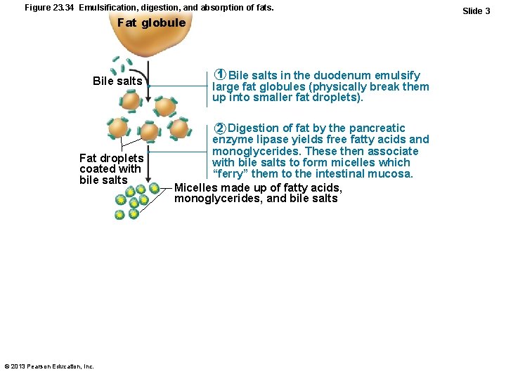 Figure 23. 34 Emulsification, digestion, and absorption of fats. Fat globule Bile salts Fat