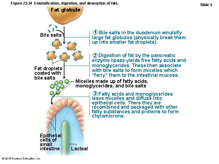 Figure 23. 34 Emulsification, digestion, and absorption of fats. Fat globule 1 Bile salts