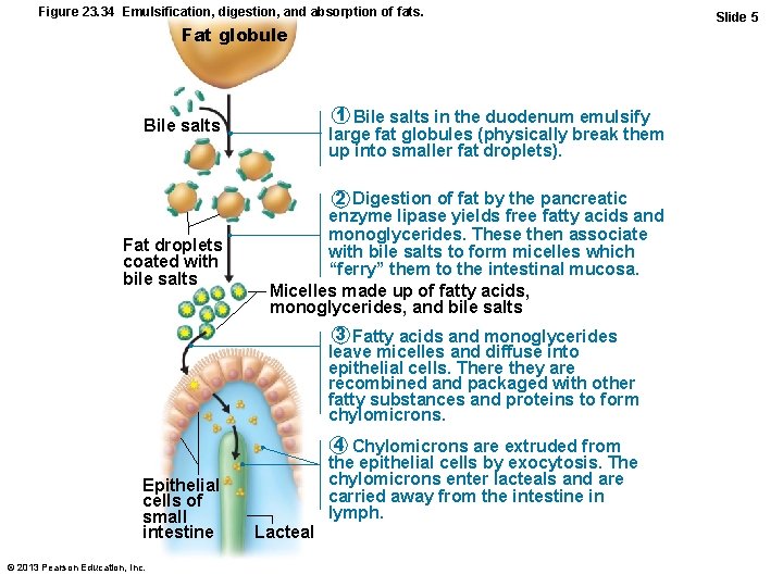 Figure 23. 34 Emulsification, digestion, and absorption of fats. Fat globule 1 Bile salts