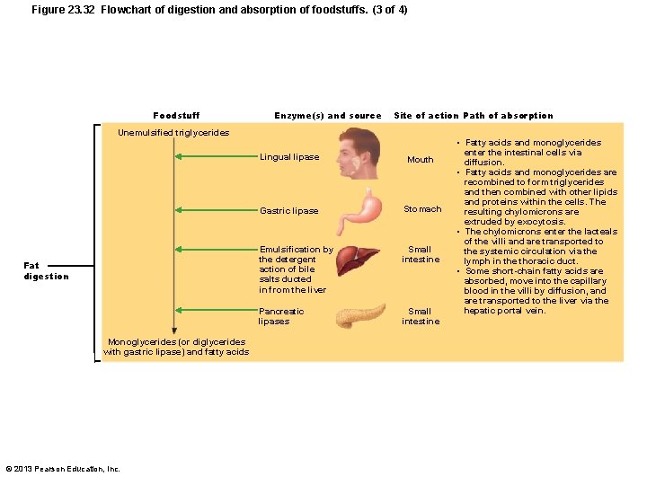 Figure 23. 32 Flowchart of digestion and absorption of foodstuffs. (3 of 4) Foodstuff