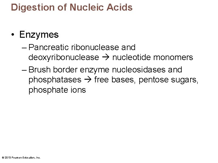 Digestion of Nucleic Acids • Enzymes – Pancreatic ribonuclease and deoxyribonuclease nucleotide monomers –