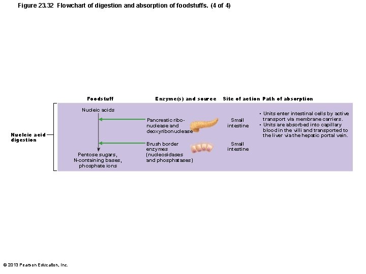 Figure 23. 32 Flowchart of digestion and absorption of foodstuffs. (4 of 4) Foodstuff