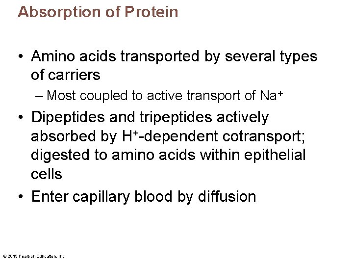 Absorption of Protein • Amino acids transported by several types of carriers – Most