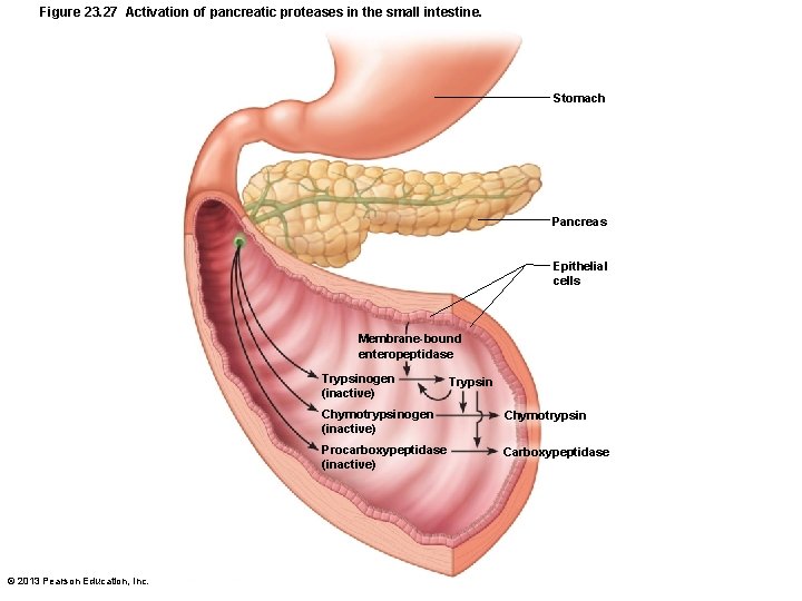 Figure 23. 27 Activation of pancreatic proteases in the small intestine. Stomach Pancreas Epithelial