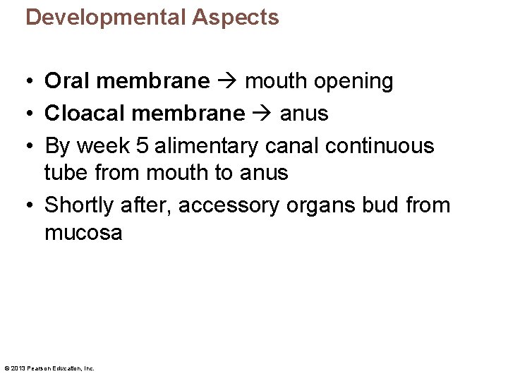 Developmental Aspects • Oral membrane mouth opening • Cloacal membrane anus • By week