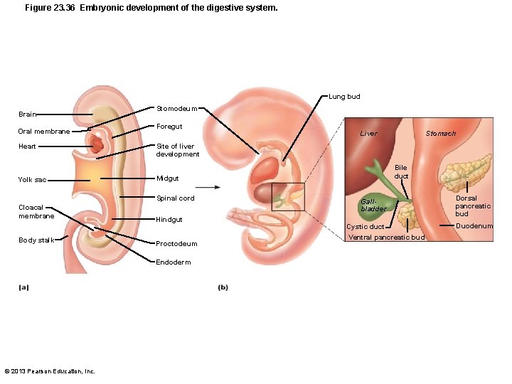 Figure 23. 36 Embryonic development of the digestive system. Lung bud Brain Oral membrane