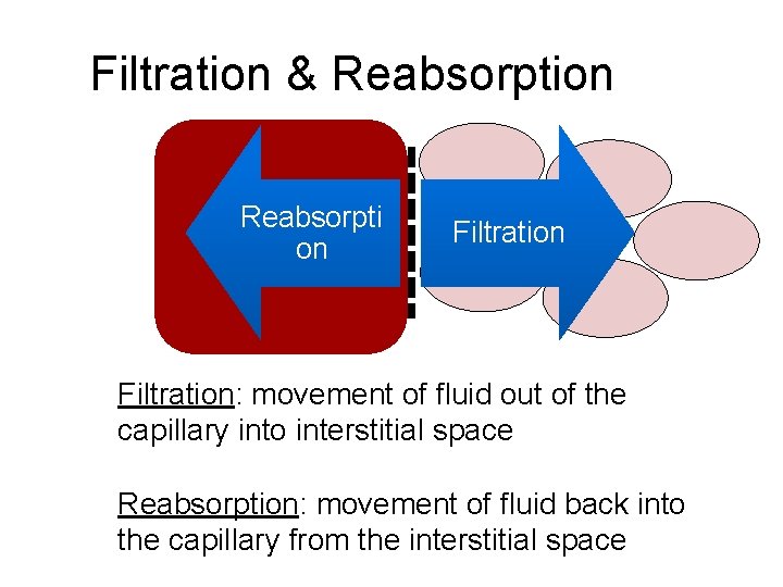 Filtration & Reabsorption Reabsorpti on Filtration: movement of fluid out of the capillary into