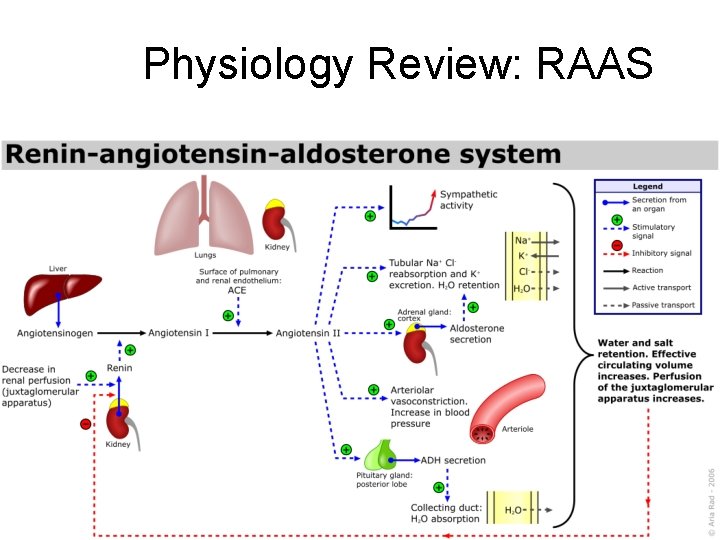 Physiology Review: RAAS 