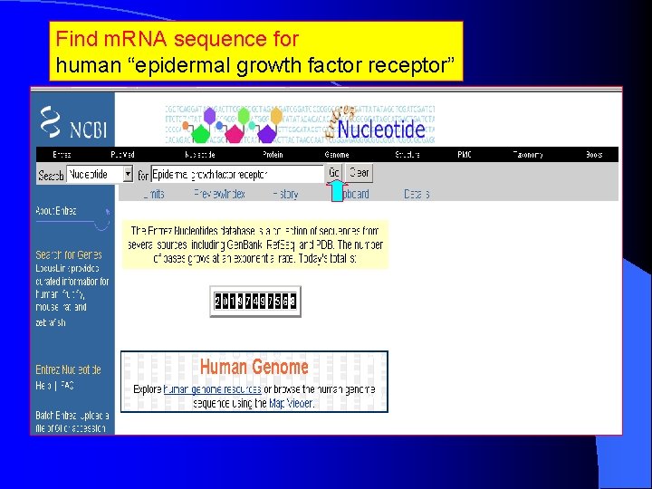 Find m. RNA sequence for human “epidermal growth factor receptor” 