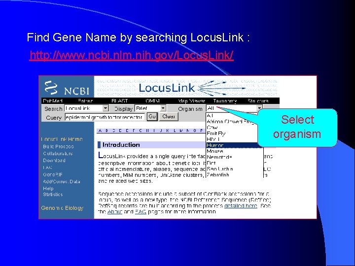 Find Gene Name by searching Locus. Link : http: //www. ncbi. nlm. nih. gov/Locus.