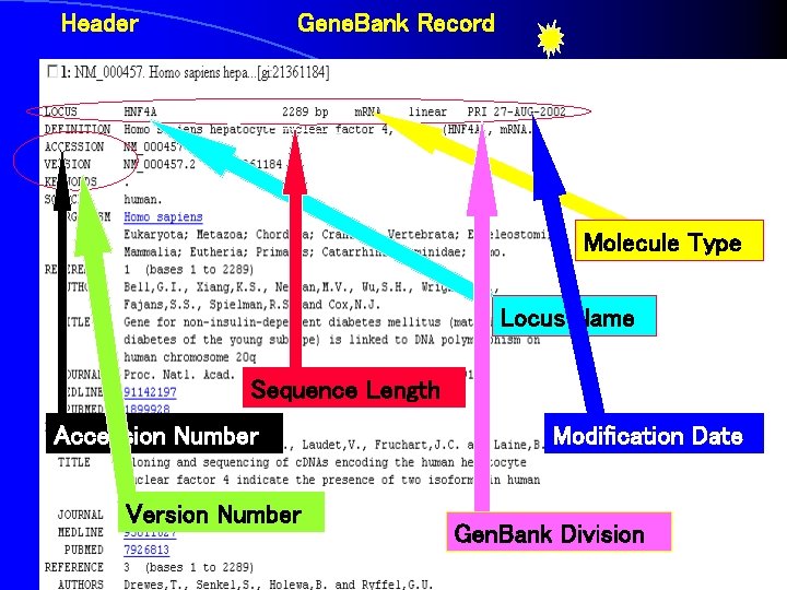 Header Gene. Bank Record modification date Molecule Type Locus Name Sequence Length Accession Number