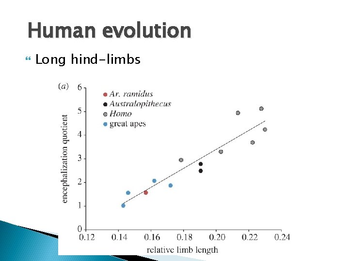 Human evolution Long hind-limbs 