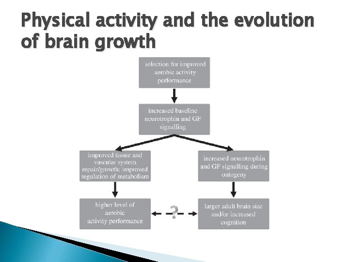 Physical activity and the evolution of brain growth 