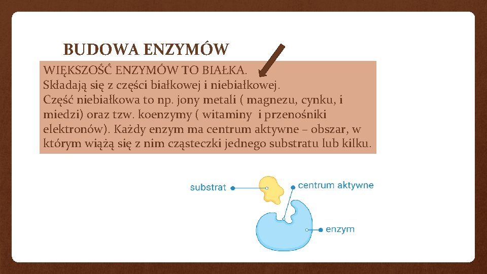 BUDOWA ENZYMÓW WIĘKSZOŚĆ ENZYMÓW TO BIAŁKA. Składają się z części białkowej i niebiałkowej. Część