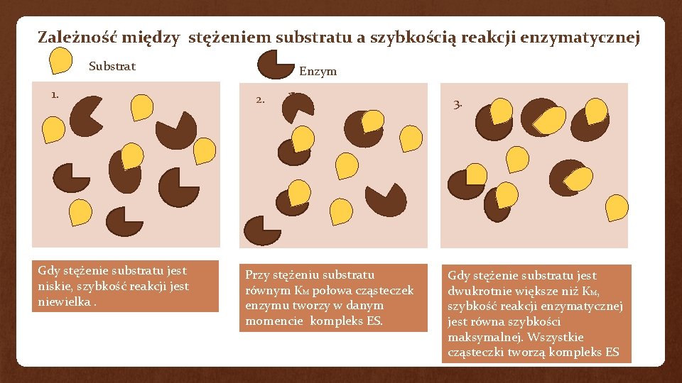 Zależność między stężeniem substratu a szybkością reakcji enzymatycznej Substrat Gdy stężenie substratu jest niskie,