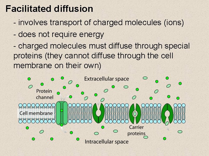 Facilitated diffusion - involves transport of charged molecules (ions) - does not require energy