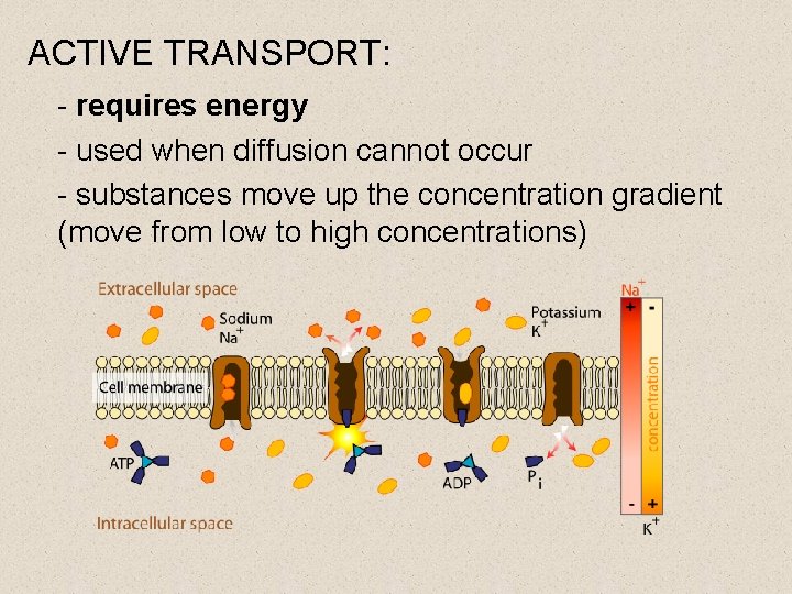 ACTIVE TRANSPORT: - requires energy - used when diffusion cannot occur - substances move