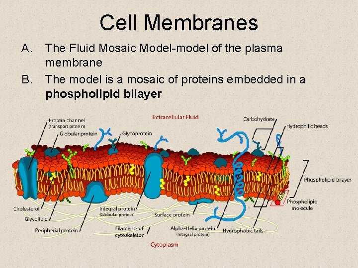 Cell Membranes A. B. The Fluid Mosaic Model-model of the plasma membrane The model