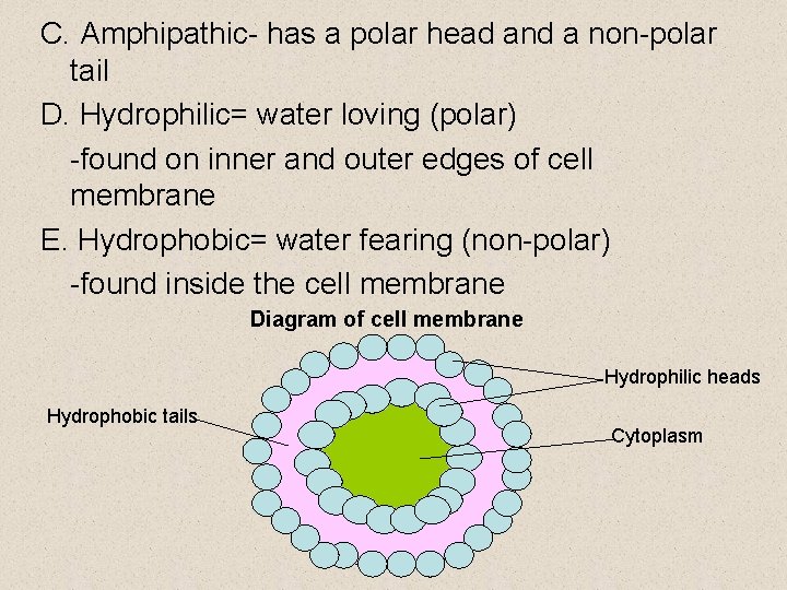 C. Amphipathic- has a polar head and a non-polar tail D. Hydrophilic= water loving