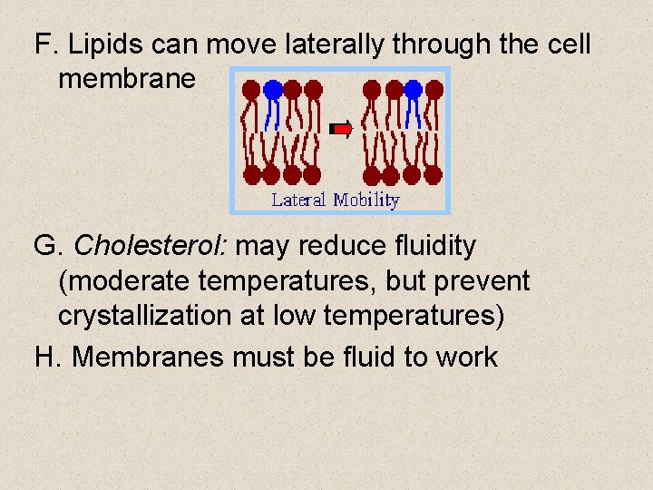 F. Lipids can move laterally through the cell membrane G. Cholesterol: may reduce fluidity