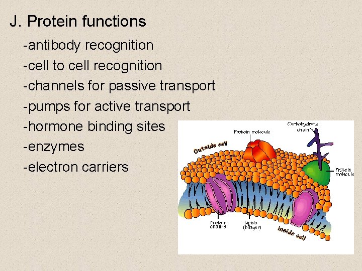 J. Protein functions -antibody recognition -cell to cell recognition -channels for passive transport -pumps