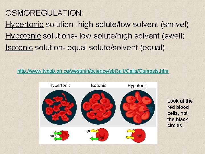 OSMOREGULATION: Hypertonic solution- high solute/low solvent (shrivel) Hypotonic solutions- low solute/high solvent (swell) Isotonic