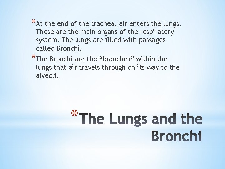 *At the end of the trachea, air enters the lungs. These are the main