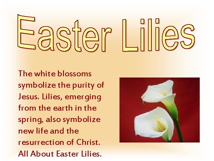 The white blossoms symbolize the purity of Jesus. Lilies, emerging from the earth in
