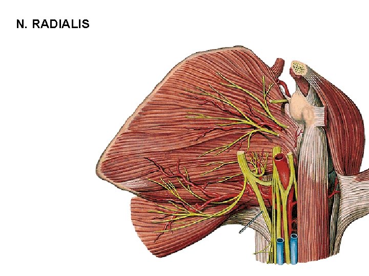 N. RADIALIS 