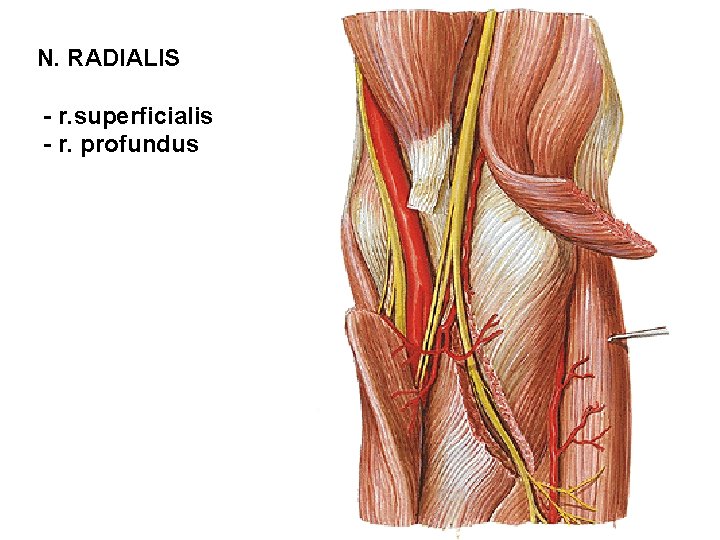 N. RADIALIS - r. superficialis - r. profundus 