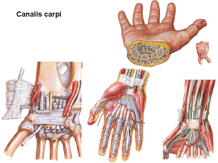 Canalis carpi 