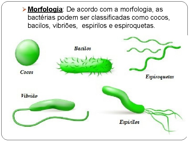 Ø Morfologia: De acordo com a morfologia, as bactérias podem ser classificadas como cocos,