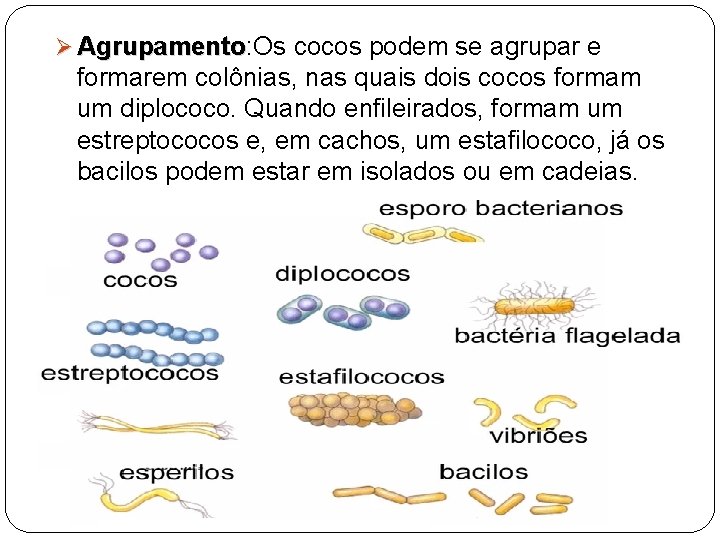 Ø Agrupamento: Os cocos podem se agrupar e Agrupamento formarem colônias, nas quais dois