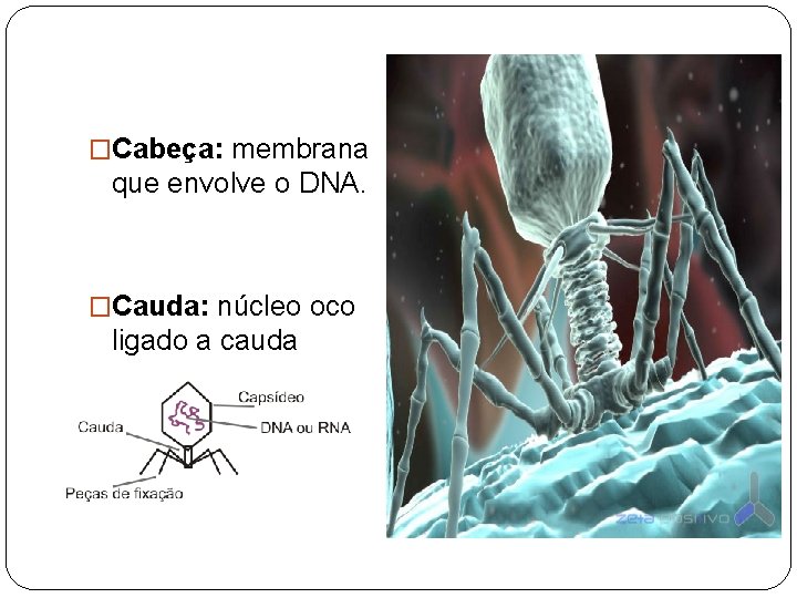 �Cabeça: membrana que envolve o DNA. �Cauda: núcleo oco ligado a cauda 
