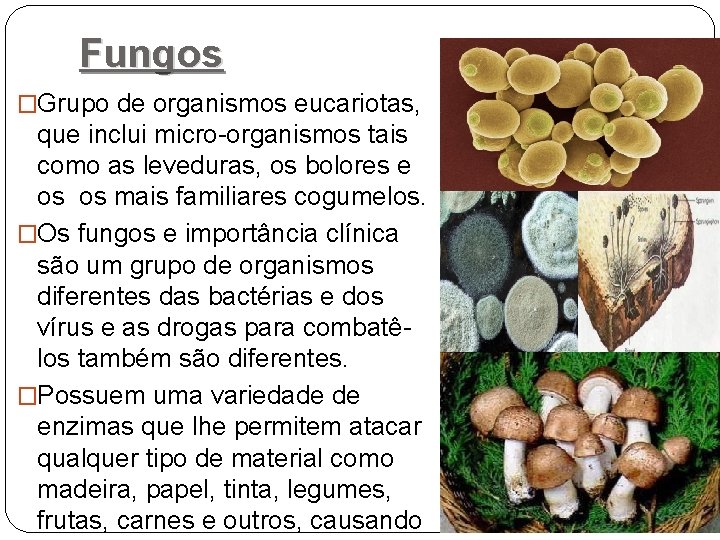 Fungos �Grupo de organismos eucariotas, que inclui micro-organismos tais como as leveduras, os bolores