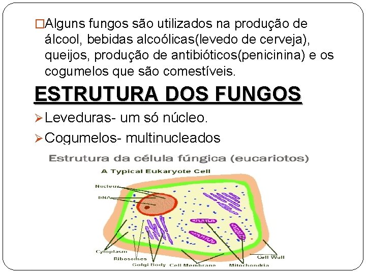 �Alguns fungos são utilizados na produção de álcool, bebidas alcoólicas(levedo de cerveja), queijos, produção