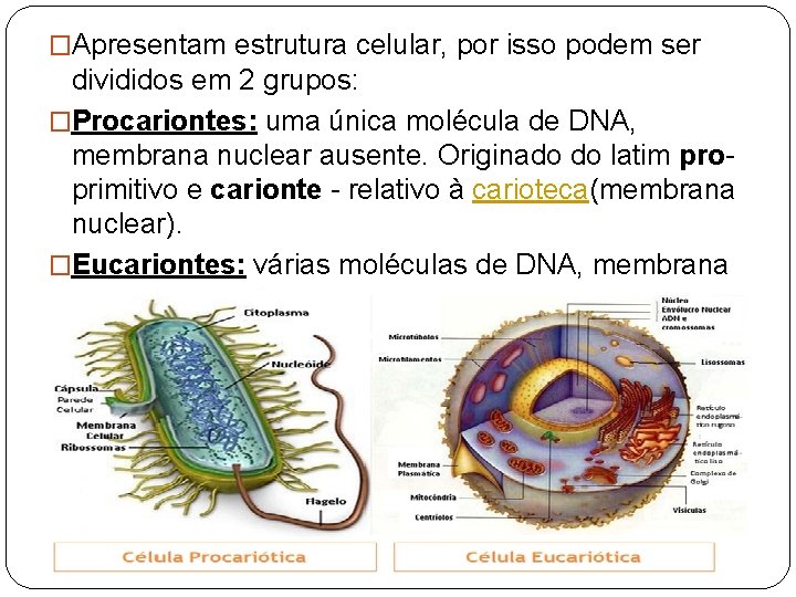 �Apresentam estrutura celular, por isso podem ser divididos em 2 grupos: �Procariontes: uma única