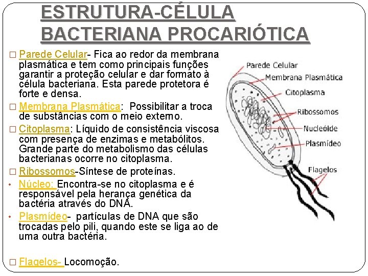 ESTRUTURA-CÉLULA BACTERIANA PROCARIÓTICA � Parede Celular- Fica ao redor da membrana plasmática e tem