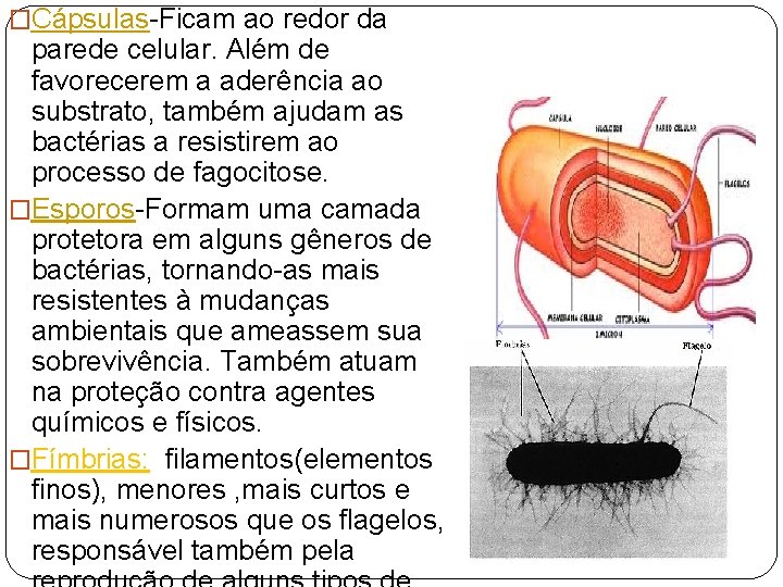 �Cápsulas-Ficam ao redor da parede celular. Além de favorecerem a aderência ao substrato, também